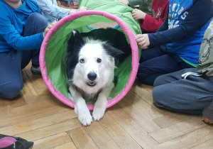 Dookoła psa terapeuty siedzą dzieci. Piesek przechodzi przez materiałowy tunel.