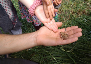 Na zdjęciu widać ręce dzieci oraz jedna rękę osoby dorosłej na której znajduje się mała brazowa żabka.
