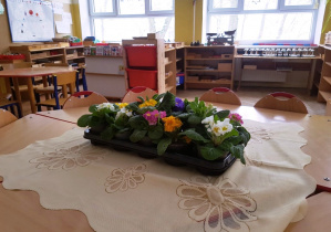 Klasa przedszkolna- na srodku stoliki z kolorowymi kwiatami doniczkowymi(prymulkami). W oddali dwa okna, na szafce waga, na ścianie plakat.